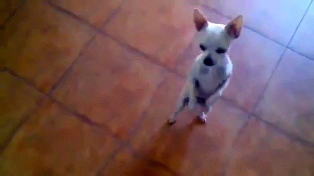 Puppy Dog Dance Salsa to Mexican Song Cute