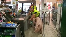 YouTube: Agricultores soltaron cerdos en un supermercado