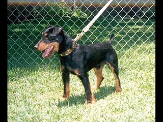 german hunting terrier  dog