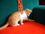 Playful ginger kitten chasing his own tail.