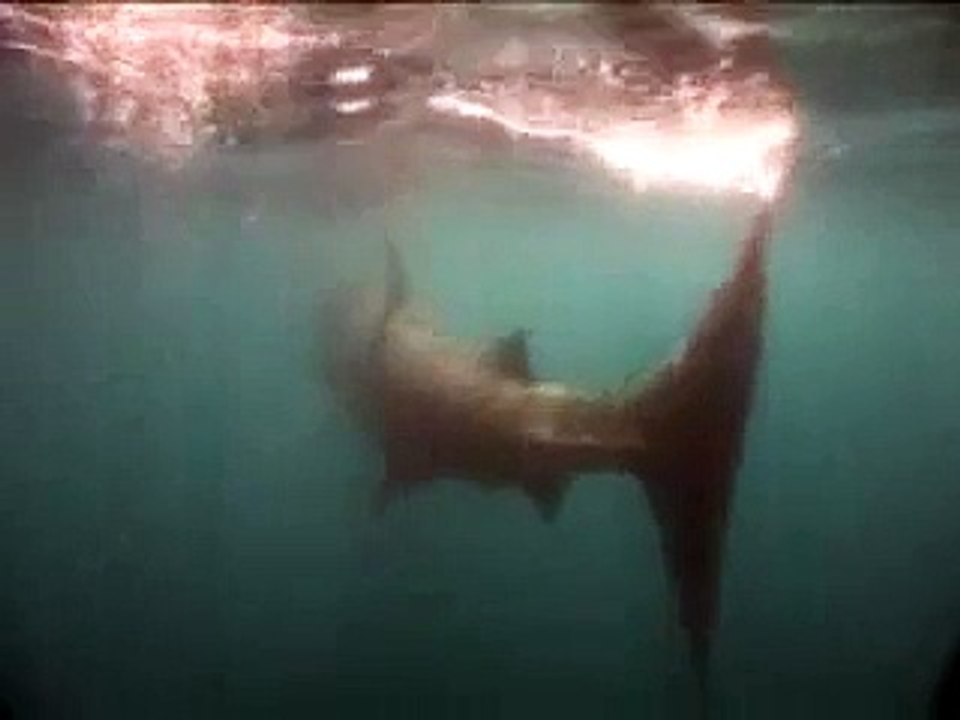 TIBURÓN PEREGRINO EN FORMENTERA