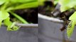 Carnivorous Plants Venus fly trap eats woodlouse real 3D Stereo Venusfliegenfalle und Kellerassel