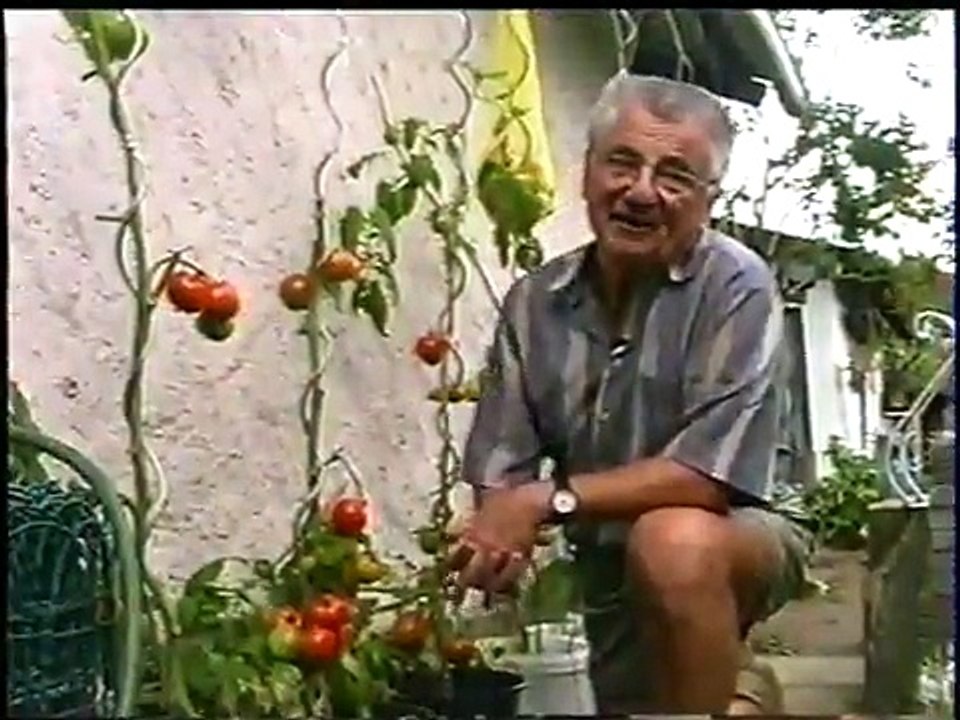 Tolle Tomaten
