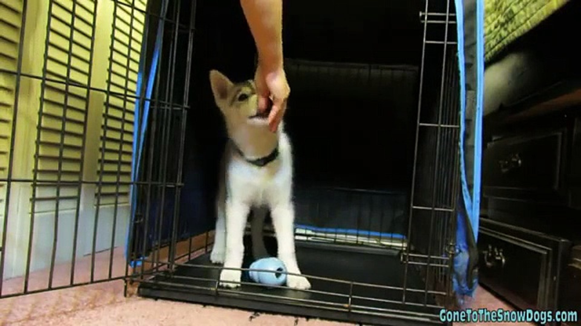 ⁣How to Crate Train your Puppy The First Step in Potty Training