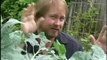 Growing Cabbages/Broccoli: Caterpillar Control: Vegetable Gardening