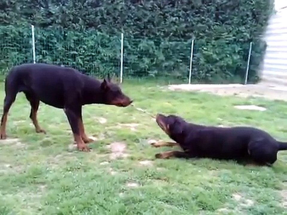 Dobermann vs rottweiler 2
