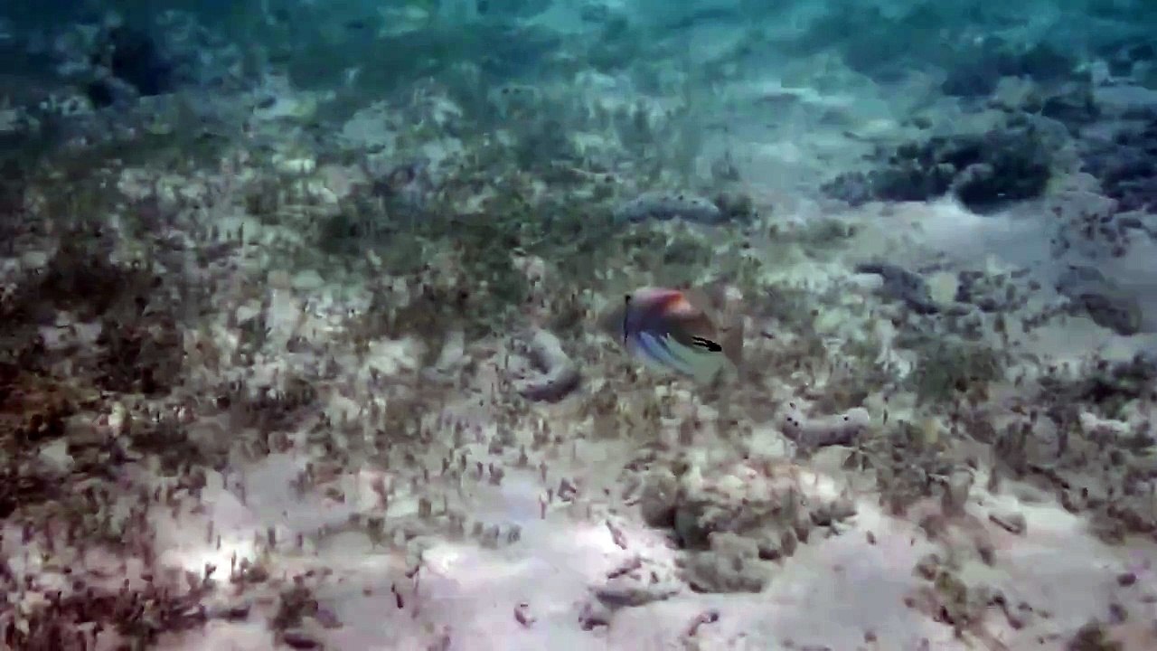 Picasso Trigger Fish Attack