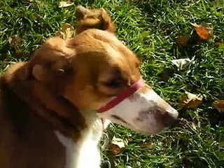 Why the 'Gentle' Leader Isn't!