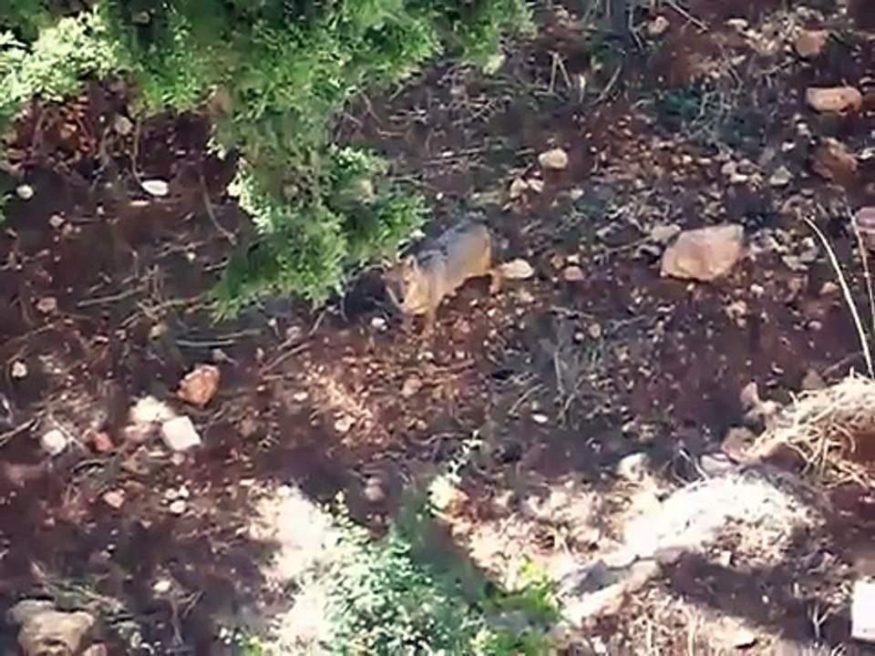 תן חיפה - תנים חיפה