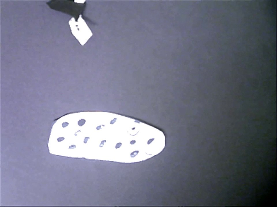 Tigers Animation 6