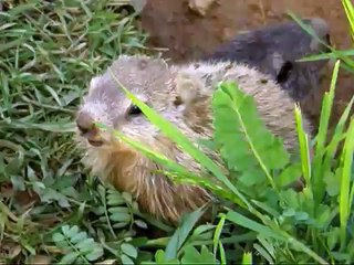 My friends - cute groundhogs