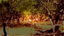 [Animal planet] Lions VS Tigers : amazing fight [Wildlife Documentary]