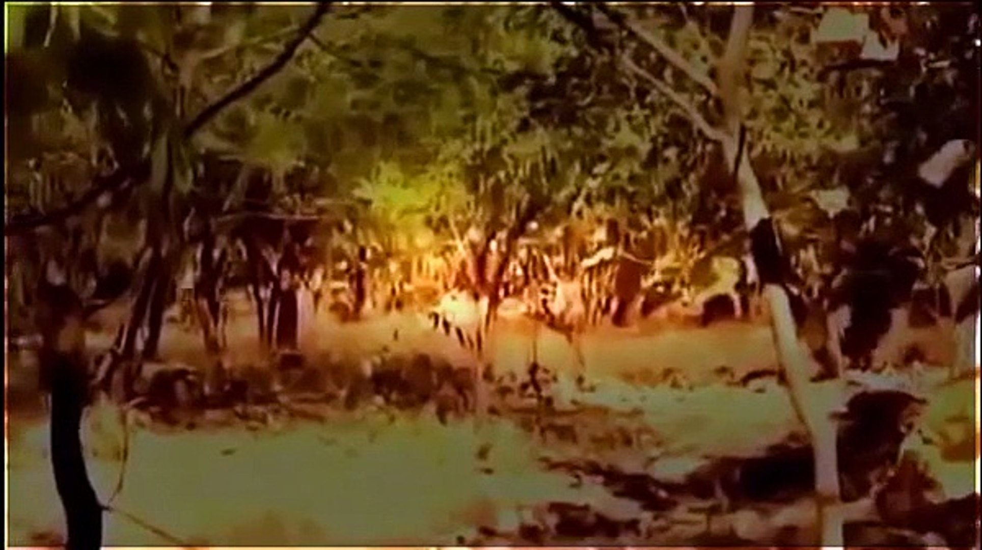 ⁣[Animal planet] Lions VS Tigers : amazing fight [Wildlife Documentary]