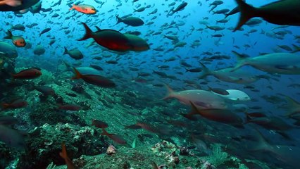 GALAPAGOS 3D: Merveilles de la nature