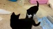 BLT Kittens Day 5- Kitten Fights