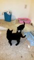 BLT Kittens Day 5- Kitten Fights