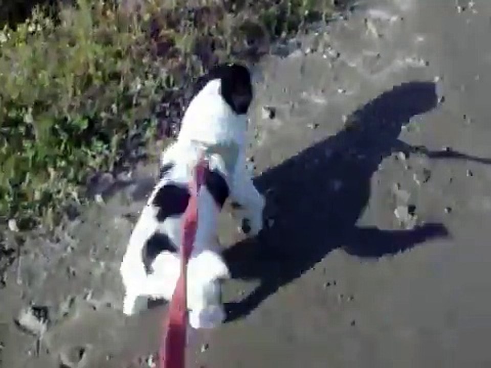 Jack Russel Terrier barking