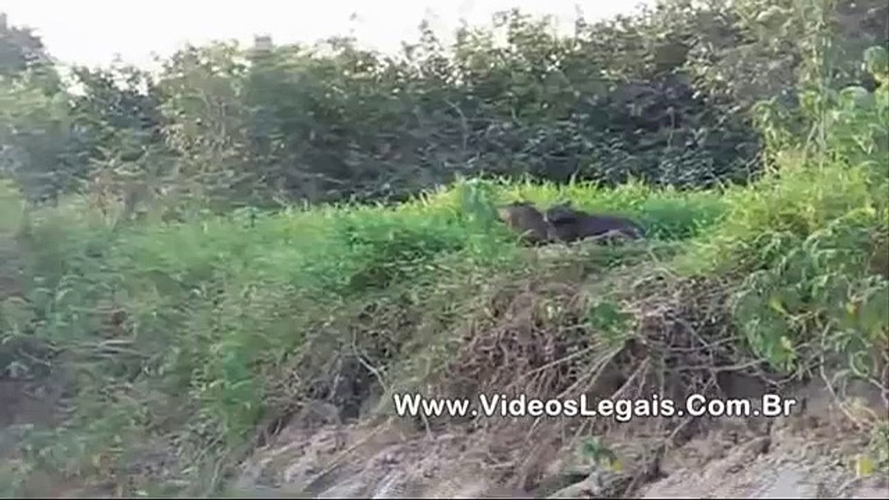 Novo flagra de ataque de onça contra capivaras no Pantanal