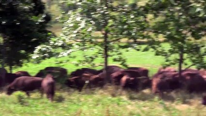 Moving Bison on the Ranch - Humane Handling!