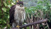 Female Sparrowhawk in Garden