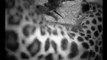 Amur leopard cubs - just after birth!