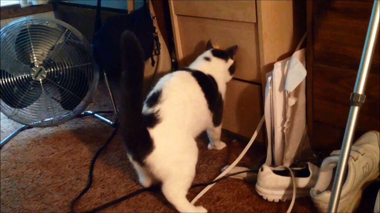 Paws Gets Bugged