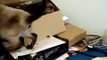 Kittens playing with a box