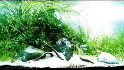 Le plus beau de l'aquascaping et des bacs plantés