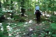 Horseback Riding Trail Ride with Morgan Horses