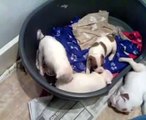 2 puppies fighting