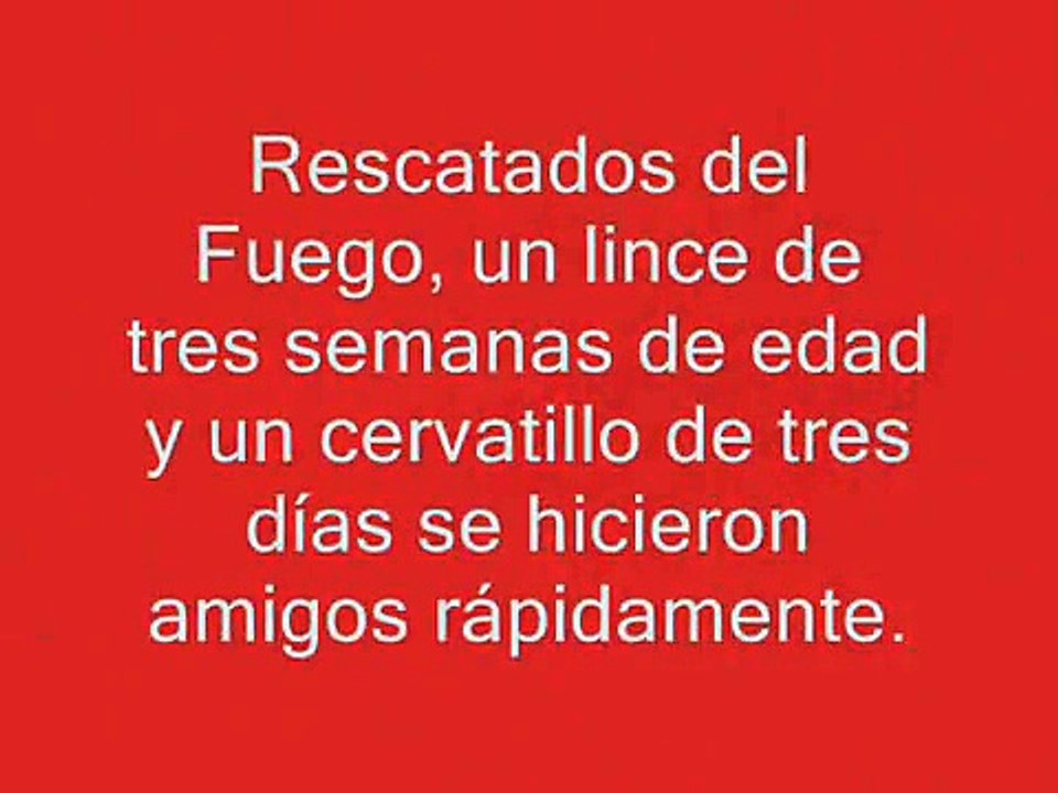 El Cervatillo y el lince. Amores imposibles que se hacen posibles.