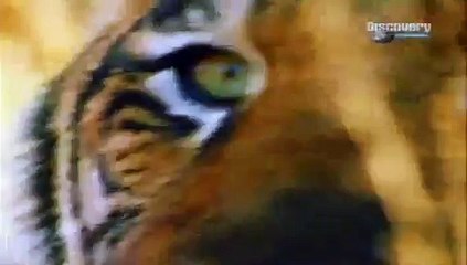 Tiger's Body Blow Impact Force Can Knock Down A Big Brown Bear.