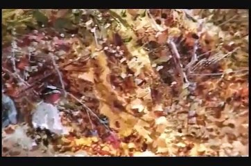 Histoire du Québec 15 - Les Patriotes du Bas-Canada