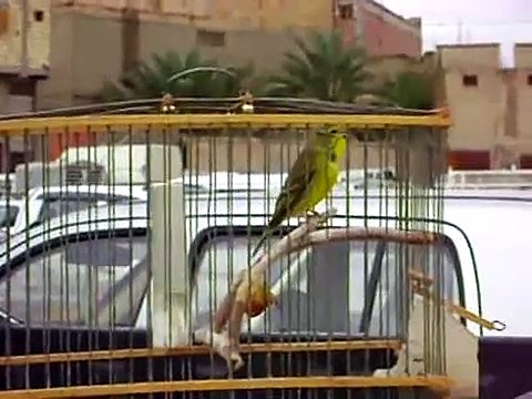 Serinus mozambicus X Canary creasted(in Guemar) same one هجين البسبوس الافريقى