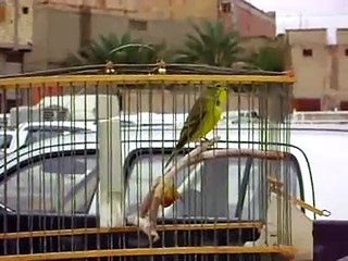 Serinus mozambicus X Canary creasted(in Guemar)  same one   هجين البسبوس الافريقى