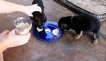 Weaning German Shepherd Puppies, 1st meal 3.5 weeks old