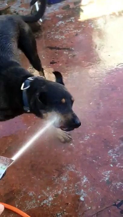 Funny dog!