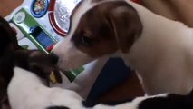 Tanglewood Farm Miniatures- Miniature Jack Russell Terrier Puppies