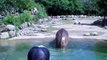 Le plus gros pet du monde - L'hippopotame