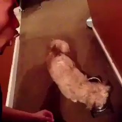 "OOO they stealing" Pranks lol enjoy!!