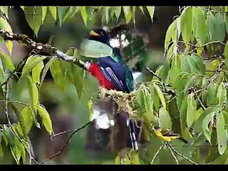 Birds of Ecuador, Mindo % Chocò, Amazon and Galapagos by Res