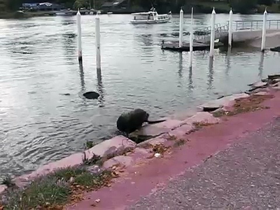 sea lions in Valdivia, Chile