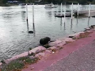 sea lions in Valdivia, Chile