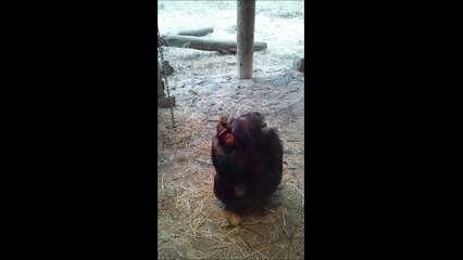 Chimpanzee Sazae grooming her adopted son Gin at Tama Zoo