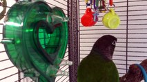 Scribble Uses Mastermind Heart Foraging Toy