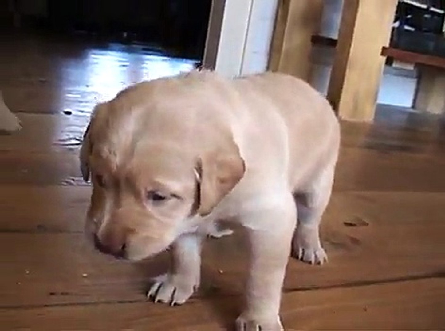 Golden retriever puppies