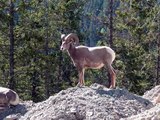 Rocky Mountain Big Horn Sheep, Golden, B.C.