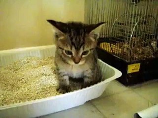 Kitten pooping