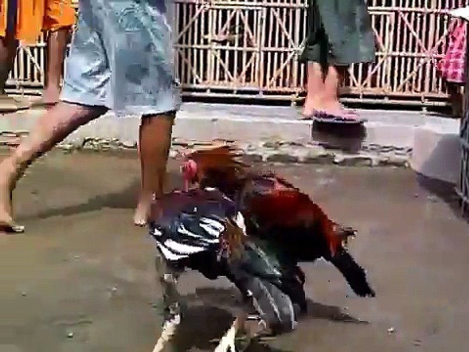 Melatih ayam umur 5 bulan(kepala sobek parah)