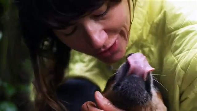 When Dogs Fly: World's First Wingsuit BASE Jumping Dog